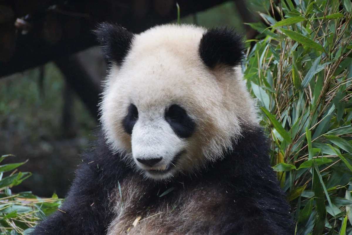 Giant pandas eating bamboo at the Chengdu Research Base
